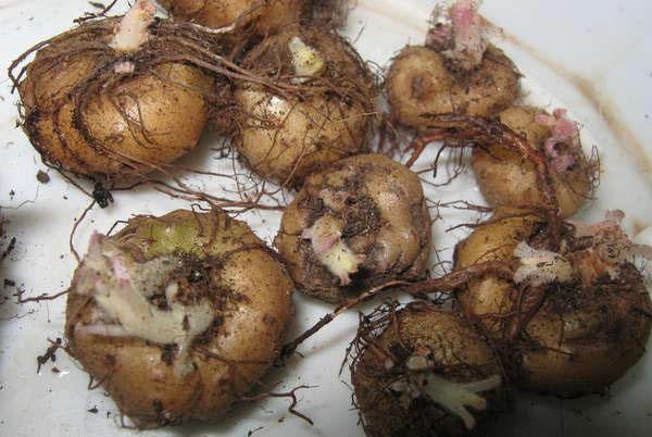 Nodules de Gloxinia