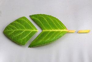 División de una hoja de gloxinia para la propagación de plantas.