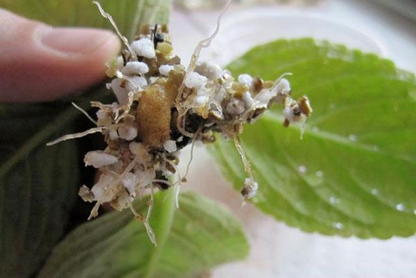 Raíces y tubérculos de una planta joven.