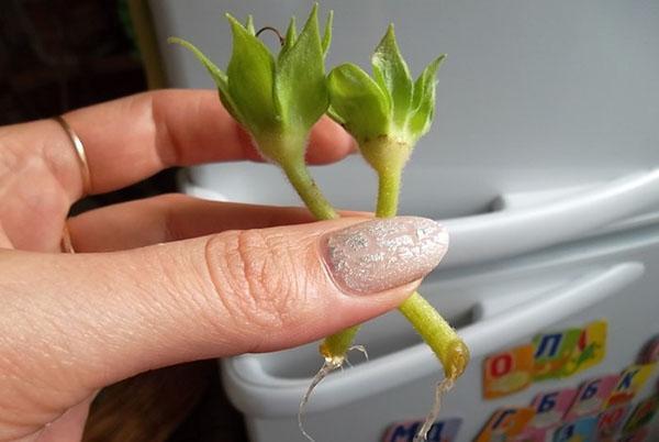 Para la reproducción de gloxinia, se utilizan esquejes de flores.