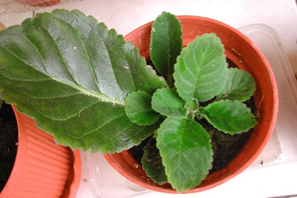 Gloxinia joven de una hoja