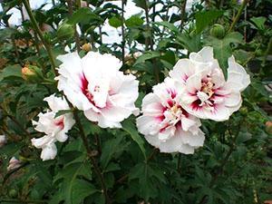 Flores de hibisco de jardín