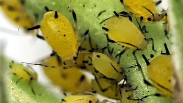 Los pulgones en las ramas de los hibiscos pueden matar la planta