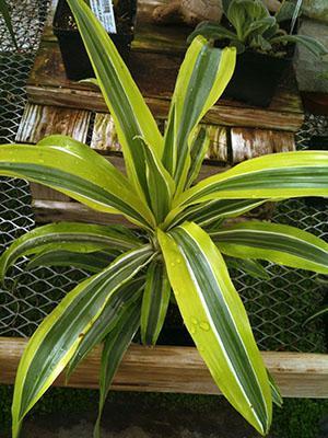 Jeune dracaena parfumée