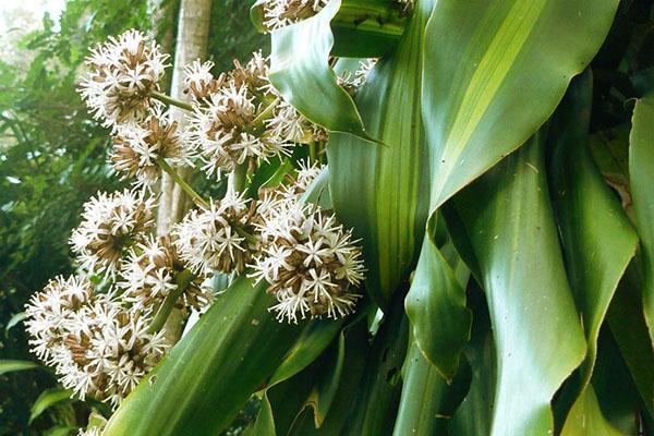 Dracaena floreciendo en la naturaleza.