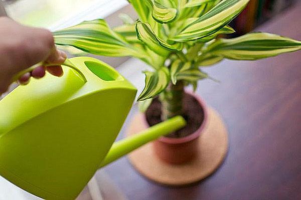 Arrosage dracaena