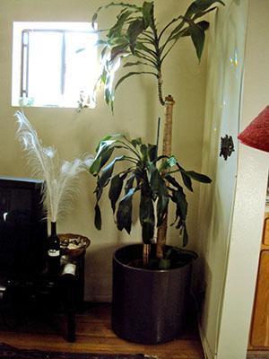 Una dracaena fragante adulta parece una palmera