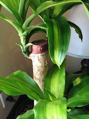 Taille décorative de dracaena parfumée