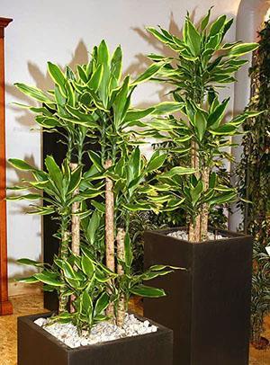 Dracaena parfumé à l'intérieur