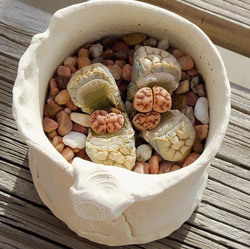 Lithops cambia de hojas y se reproduce