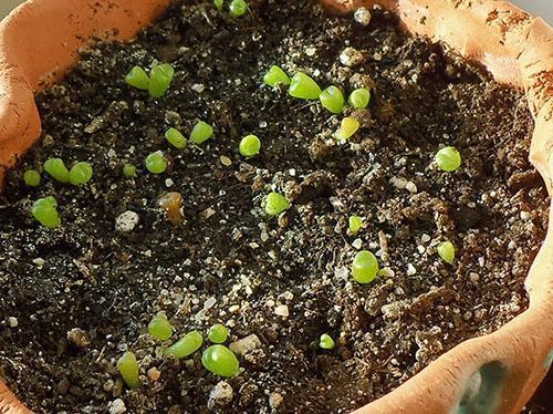 Las semillas de Lithops germinan