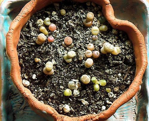 Lithops cultivados a partir de semillas