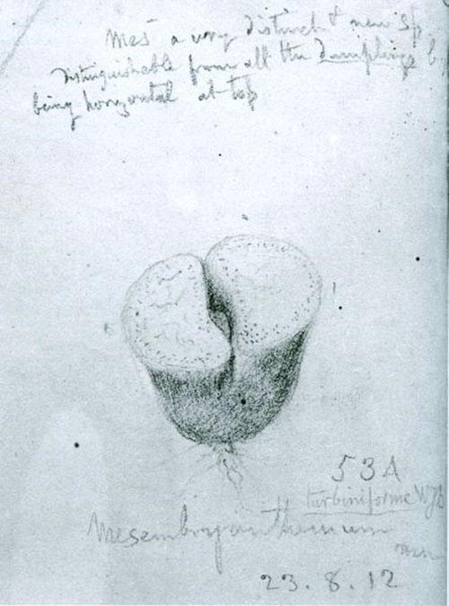 Primera representación de un lithops por un botánico