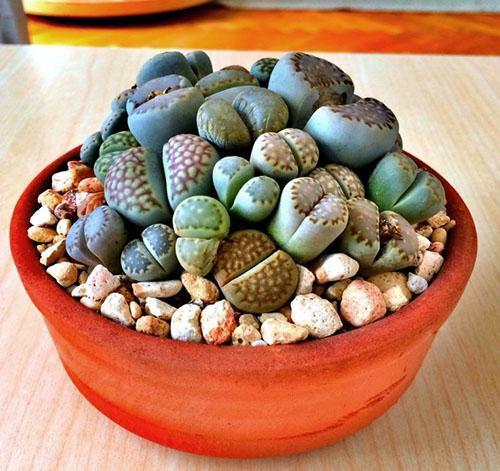 Belle composition de lithops