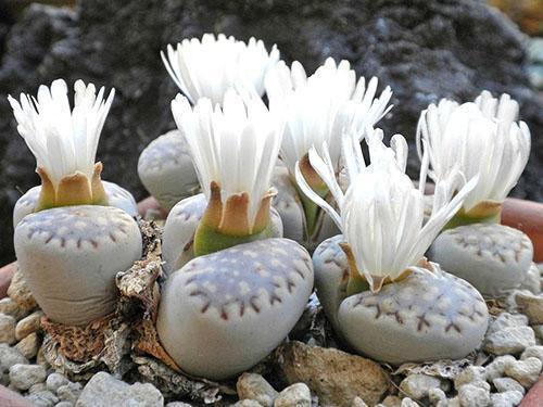 Les lithops fleurissent