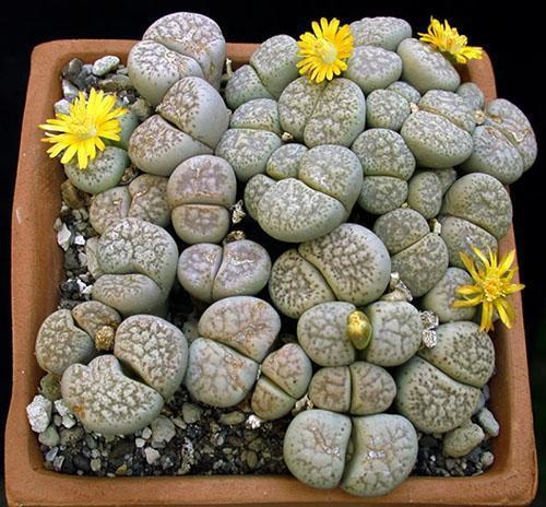 Soins appropriés des lithops