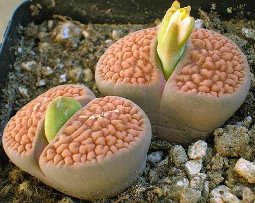 El riego adecuado es garantía de floración.