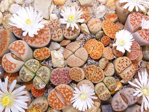 Jardín Lithops