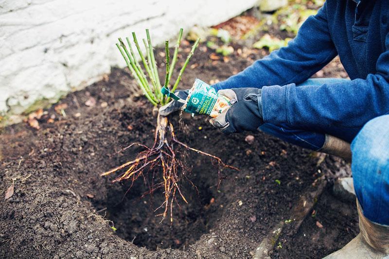 plantar plántulas de rosa