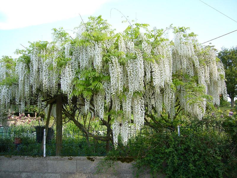 Variedad Alba