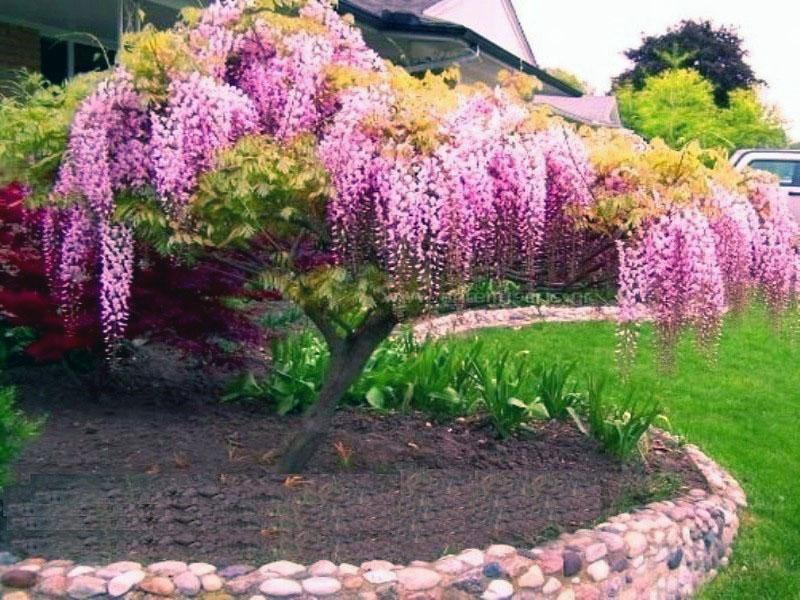 glicina Wisteria floribunda