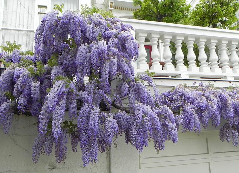 lune bleue de glycine