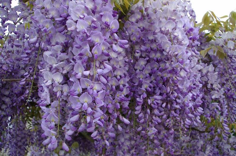 soin et culture de la glycine dans la région de Moscou en plein champ