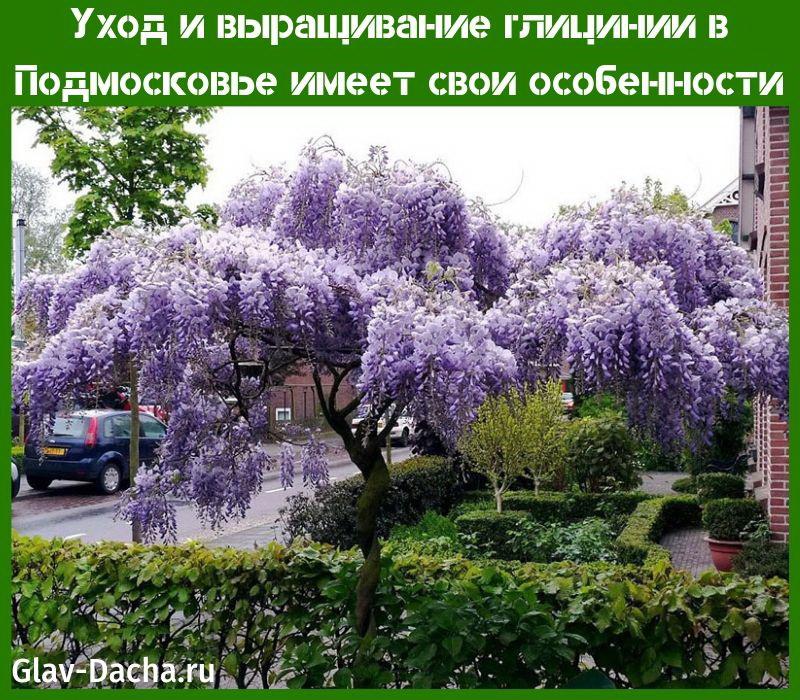 soin et culture de la glycine dans la région de Moscou