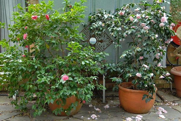 Las camelias necesitan un suelo con alta acidez.