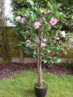 Para cuidar la camelia, es necesario podar y pellizcar la planta.