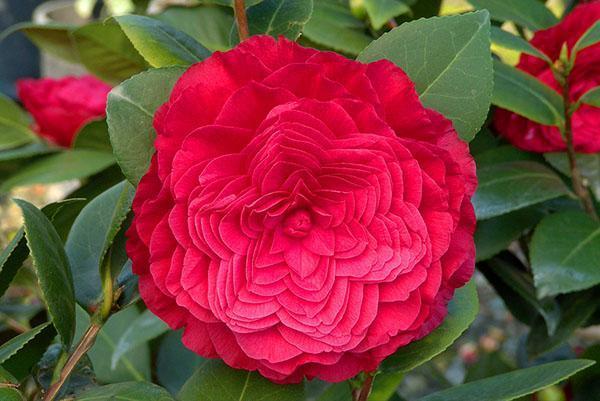 Habitación doble flor camelia