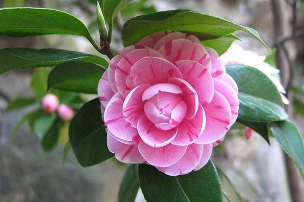 Variedad de camelia con flores abigarradas.