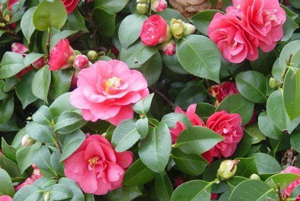 Le camélia répond aux soins de l'hôtesse avec une floraison luxuriante