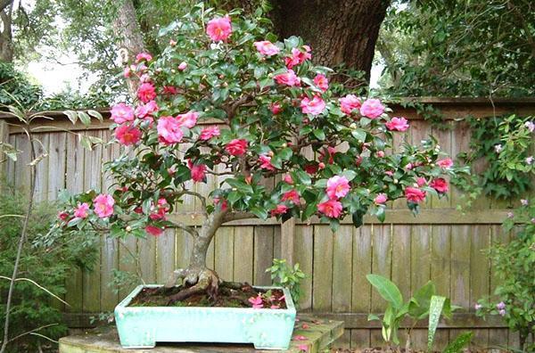 Bonsai de camelia