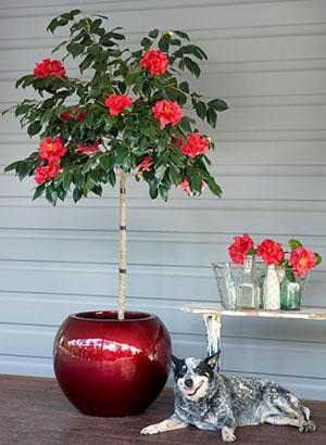 Camelia en una olla