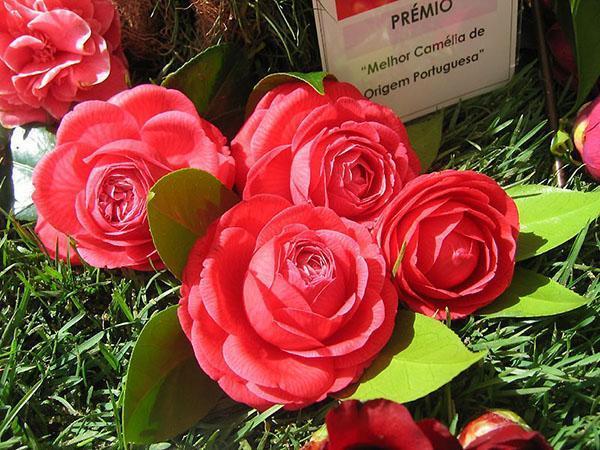 Camellia - una invitada del soleado Japón