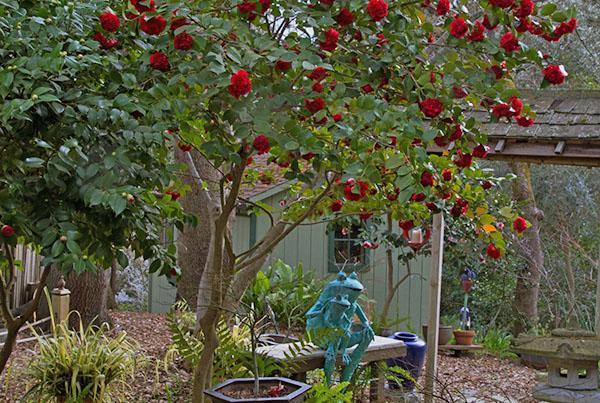 La camelia de jardín tolera temperaturas muy por debajo de los 15 grados centígrados