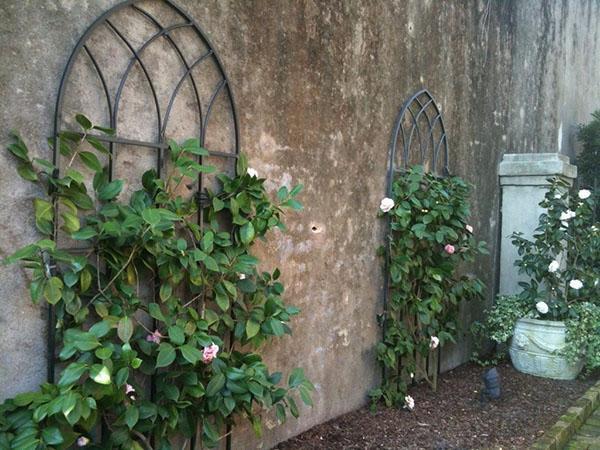 Decoración de fachada de casa con camelia.