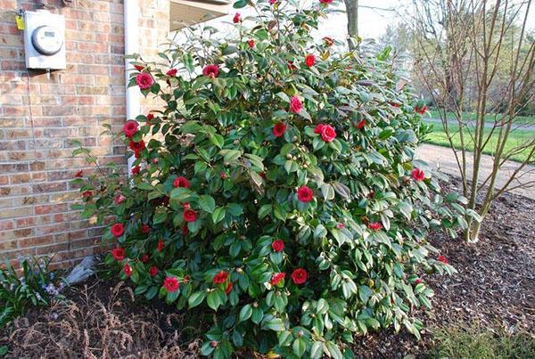 Arbusto de camelia joven