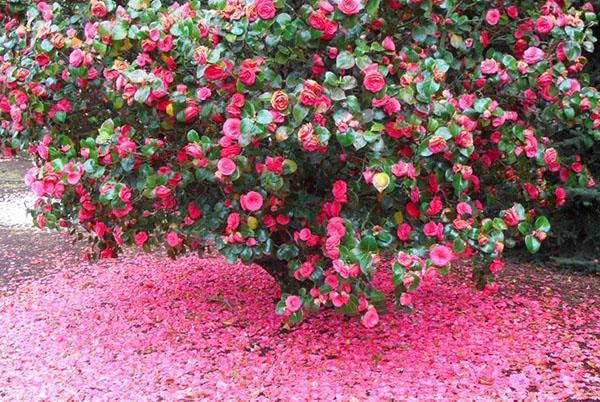 Le temps de la floraison du camélia touche à sa fin