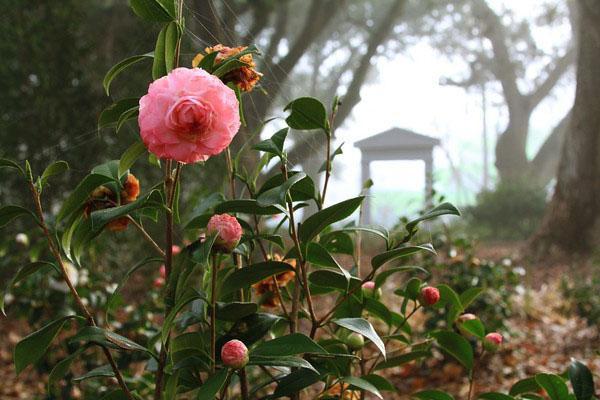 La camelia florece en el jardín.