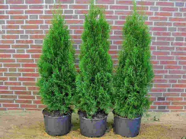 plantones de thuja Columna