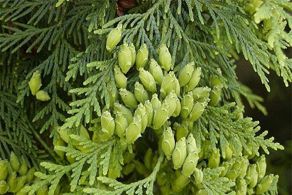 Thuja columna fruta