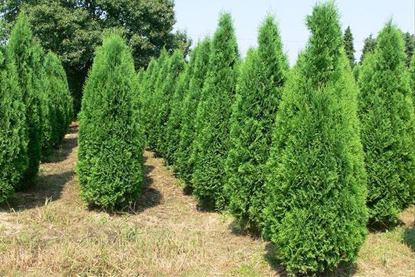 thuja smaragd