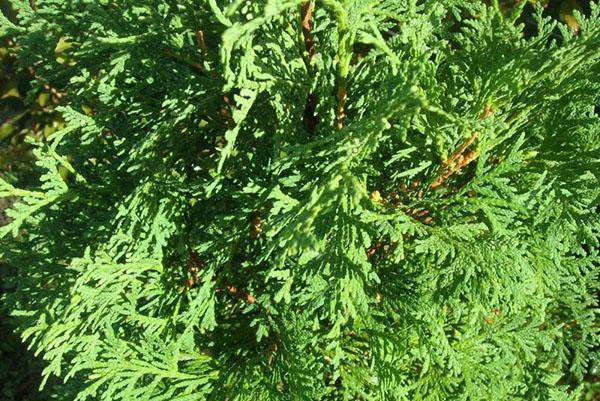 corona de thuja Smaragd