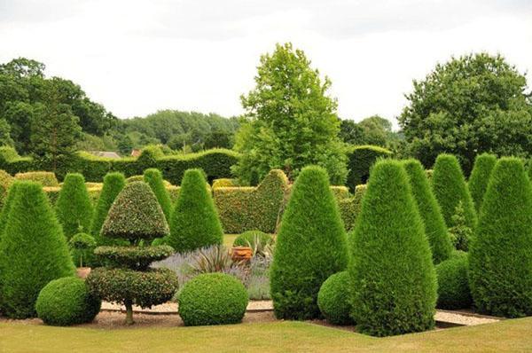 thuja columna en el área del parque