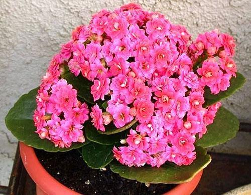 Mini mezcla de Kalanchoe de abundante floración