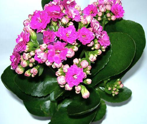 Las inflorescencias de Kalanchoe vienen en una variedad de colores.