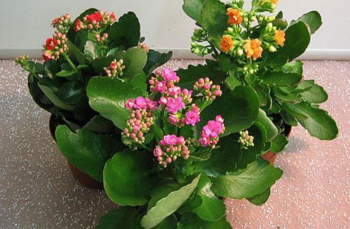 Délicat et beau Kalanchoe