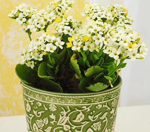 Pot parfaitement assorti et fleur de Kalanchoe